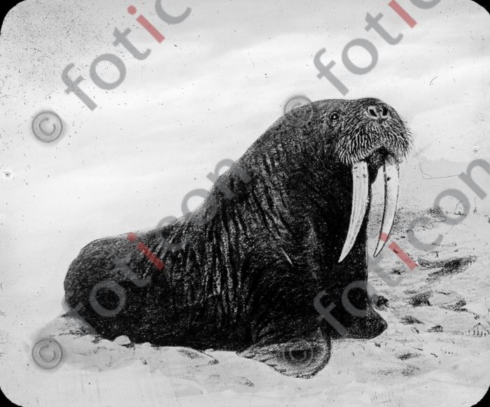 Walross | Walrus (simon-meer-363-013.jpg)